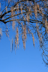 Common catalpa branch with seeds