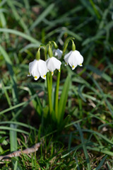 Spring snowflake flowers