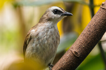 The yellow-vented bulbul (Pycnonotus goiavier), or eastern yellow-vented bulbul, is a member of the bulbul family of passerine birds