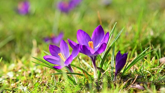 Macro shot of purple spring crocus flowers on green meadow closeup. UHD 4k video