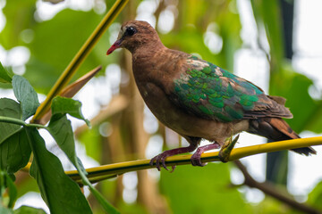 The emerald dove or common emerald dove (Chalcophaps indica), also called Asian emerald dove and grey-capped emerald dove