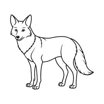Coyote illustration coloring page for kids