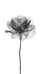 Black rose with transparent petals on a long stem in x-ray style on a white background. Minimalistic black and white illustration.