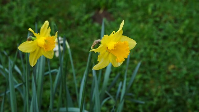 Daffodils flowers recorded in 4K at 30 fps