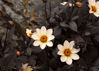 closeup image of vivid dahlia flowers with black leaves
