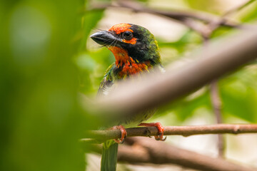 The coppersmith barbet (Psilopogon haemacephalus), also called crimson-breasted barbet and coppersmith