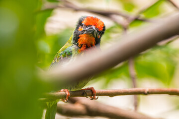 The coppersmith barbet (Psilopogon haemacephalus), also called crimson-breasted barbet and coppersmith