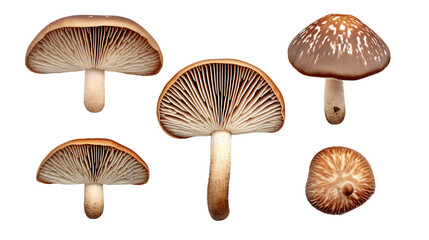 Oyster Mushrooms Isolated on Transparent Background for Culinary Creations - obrazy, fototapety, plakaty