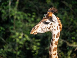 The face of a baby giraffe (Giraffa camelopardalis rothschildi) in Mburo National Park in Uganda.