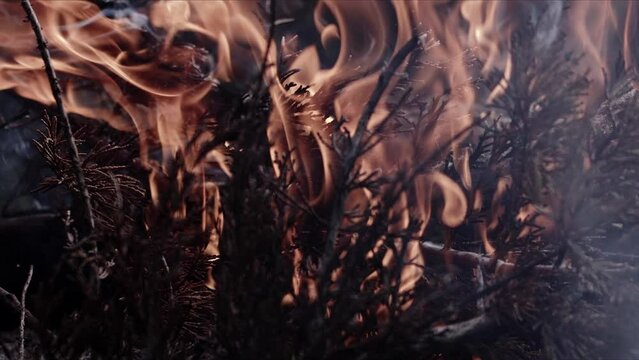 Abstract Oak Wood Bonfire in Flames Smoke and Ashes
