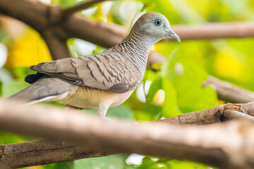 The zebra dove (Geopelia striata), also known as the barred ground dove, or barred dove, is a species of bird of the dove family, Columbidae