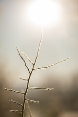 Winter sun and a small branch - 752334119