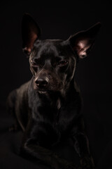 black dog studio photo on black background