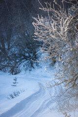 Winter road, blue shadows and sunlit branches - 752334162
