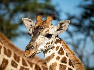 Fototapeta premium The face of a baby giraffe (Giraffa camelopardalis rothschildi) in Mburo National Park in Uganda.