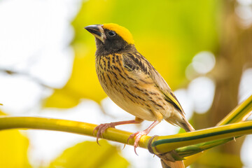 The baya weaver (Ploceus philippinus) is a weaverbird found across the Indian Subcontinent and Southeast Asia