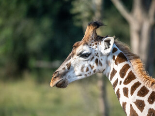 The face of a baby giraffe (Giraffa camelopardalis rothschildi) in Mburo National Park in Uganda.