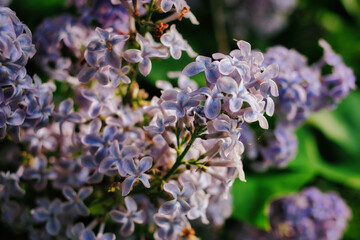 purple lilac