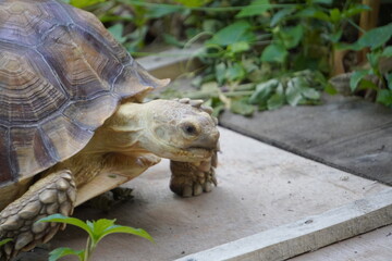 Sulcata tortoise walks around looking for something to eat.