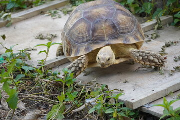 Sulcata tortoise walks around looking for something to eat.