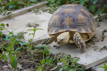 Sulcata tortoise walks around looking for something to eat.