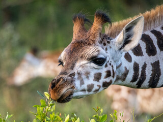 The face of a baby giraffe (Giraffa camelopardalis rothschildi) in Mburo National Park in Uganda.