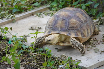 Sulcata tortoise walks around looking for something to eat.