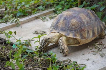 Sulcata tortoise walks around looking for something to eat.