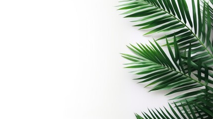 Palm tree with tropical leaves on a white background with a place to copy text, an even layer of green tropical leaves. The concept of recreation, tourism, and sea travel.