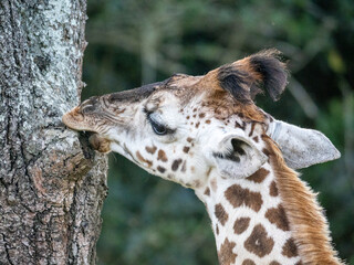 The face of a baby giraffe (Giraffa camelopardalis rothschildi) in Mburo National Park in Uganda.