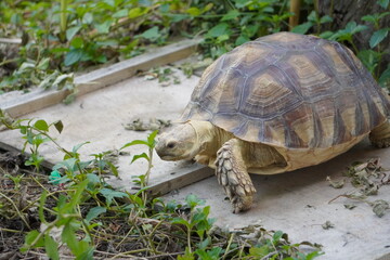 Sulcata tortoise walks around looking for something to eat.