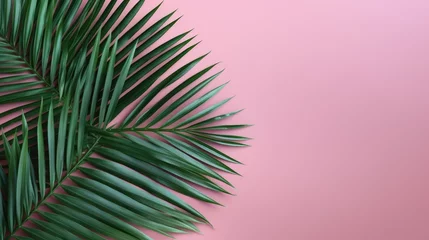 Fotobehang A palm tree with tropical leaves on a pink background with a place to copy text, an even layer of green tropical leaves. The concept of recreation, tourism, and sea travel. © Cherkasova Alie