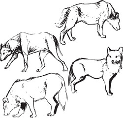 Wolf ink sketches collection. Canine dog drawings in black and white. Monochrome wildlife illustrations. 