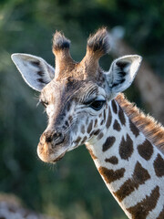 The face of a baby giraffe (Giraffa camelopardalis rothschildi) in Mburo National Park in Uganda.