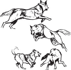 Wolves running and playing ink illustrations. Animals black and white drawing. Canine mammal species sketches group. Wildlife. Sketchy pen and ink style. 