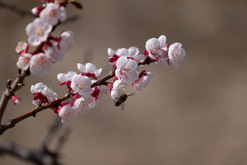 tree blossom