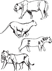 Feline lions ink sketches. Lionesses black and white drawings. Walking, running animals illustration group. Wildlife mammals. 