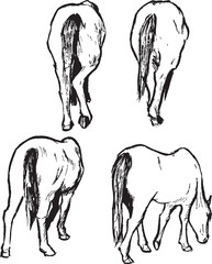 Horse walking sketches from the back. Vector black and white drawings. Animals ink illustrations group. Mammal herbivore species. 