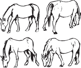 Walking and eating horses sketch. Horses in different views vector drawings. Animals ink artwork group. Wildlife mammal herbivore. 