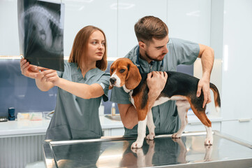 Holding the x-ray. Dog in veterinary clinic with two doctors