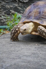 Sulcata tortoise walks around looking for something to eat.