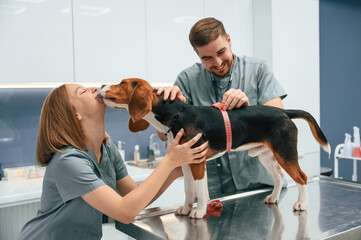 With measuring tape. Dog in veterinary clinic with two doctors