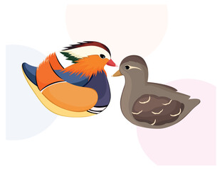 Colored mandarin ducks on a white. Vector illustration. Couple. Cute birds. Love. Peace. Postcard. Symbol. 