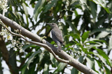 Common Rock Thrush (Monticola saxatilis) of Nepal