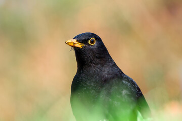 a male common blackbird close-up
