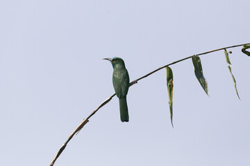 Blue Bearded Bee Eater (Nyctyornis athertoni) of Nepal.