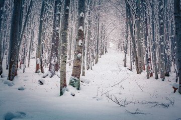Wonderful winter scenery. Wonderful winter view of snowy forest. Fresh snow covered trees in...