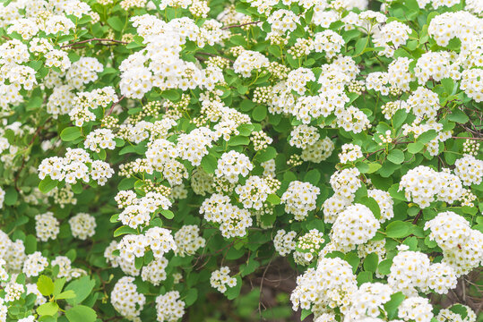 Beautiful floral background of white blooming spireae van houtte or golden fountain