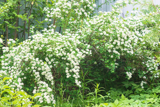 Beautiful bloom of white spireae van houtte or golden fountain