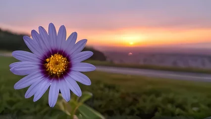 Fototapeten cosmos flower in sunset © adop